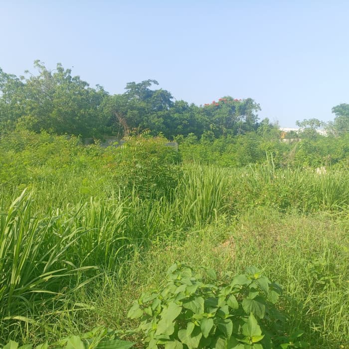 Solar Comercial en Venta – Autopista Las Américas  - foto 2